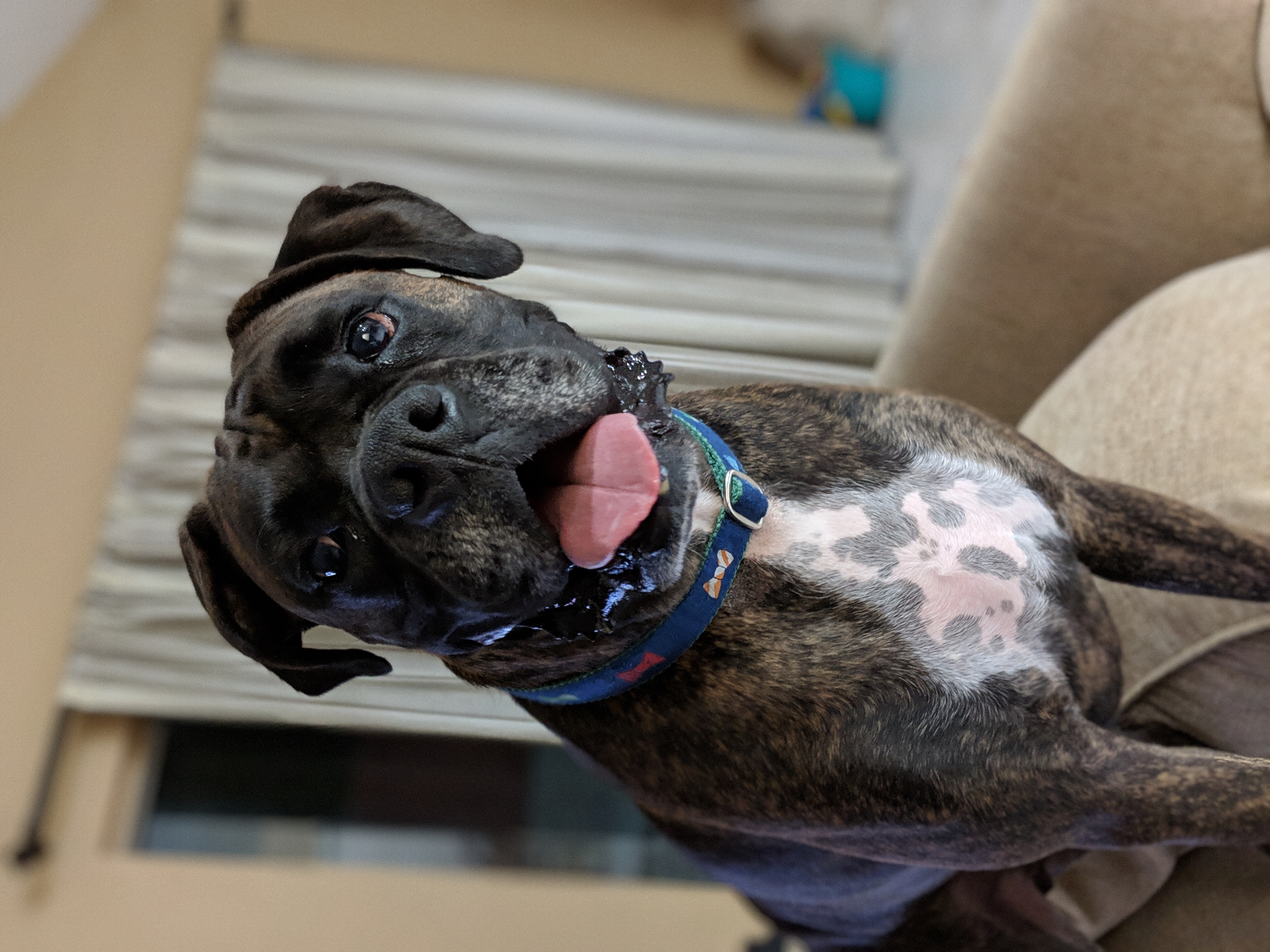 Boxer image 1