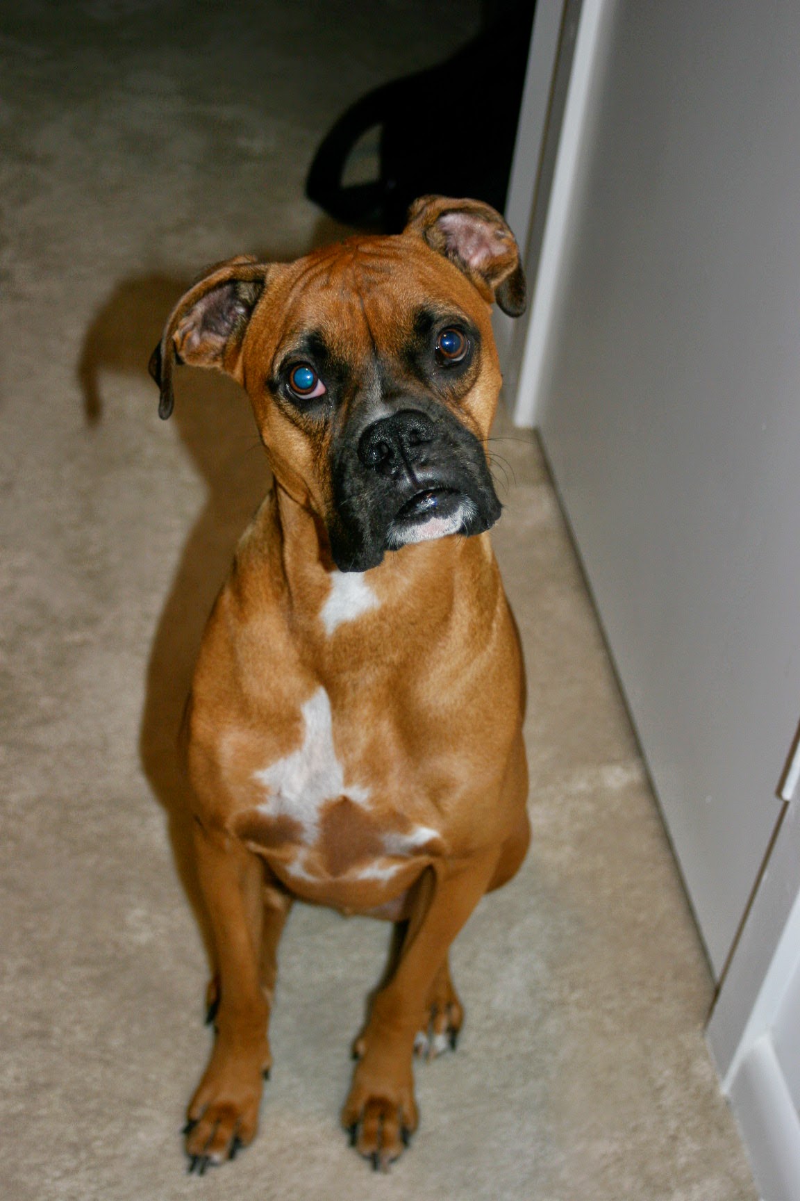 Boxer image 3