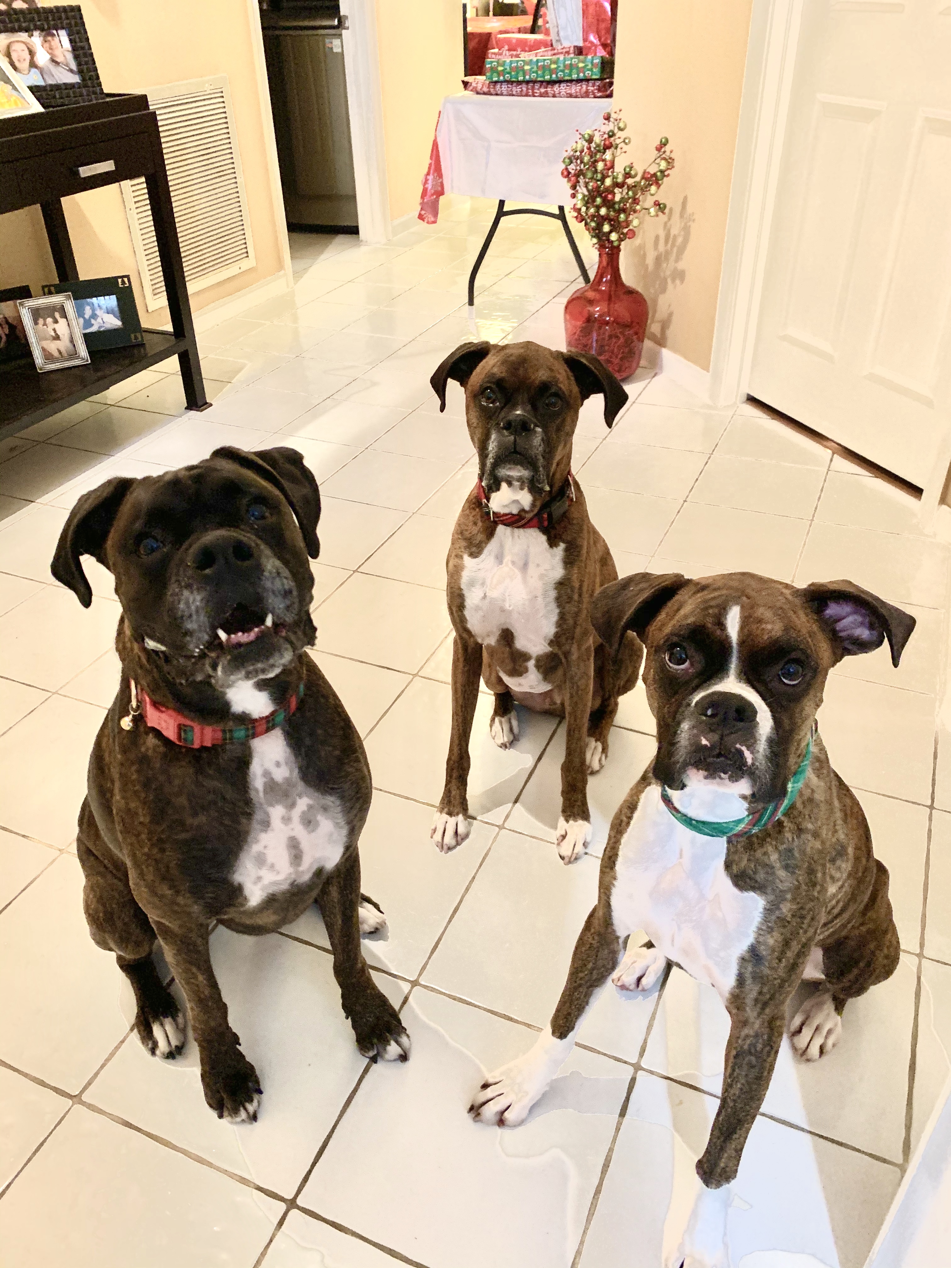 Boxer image 4