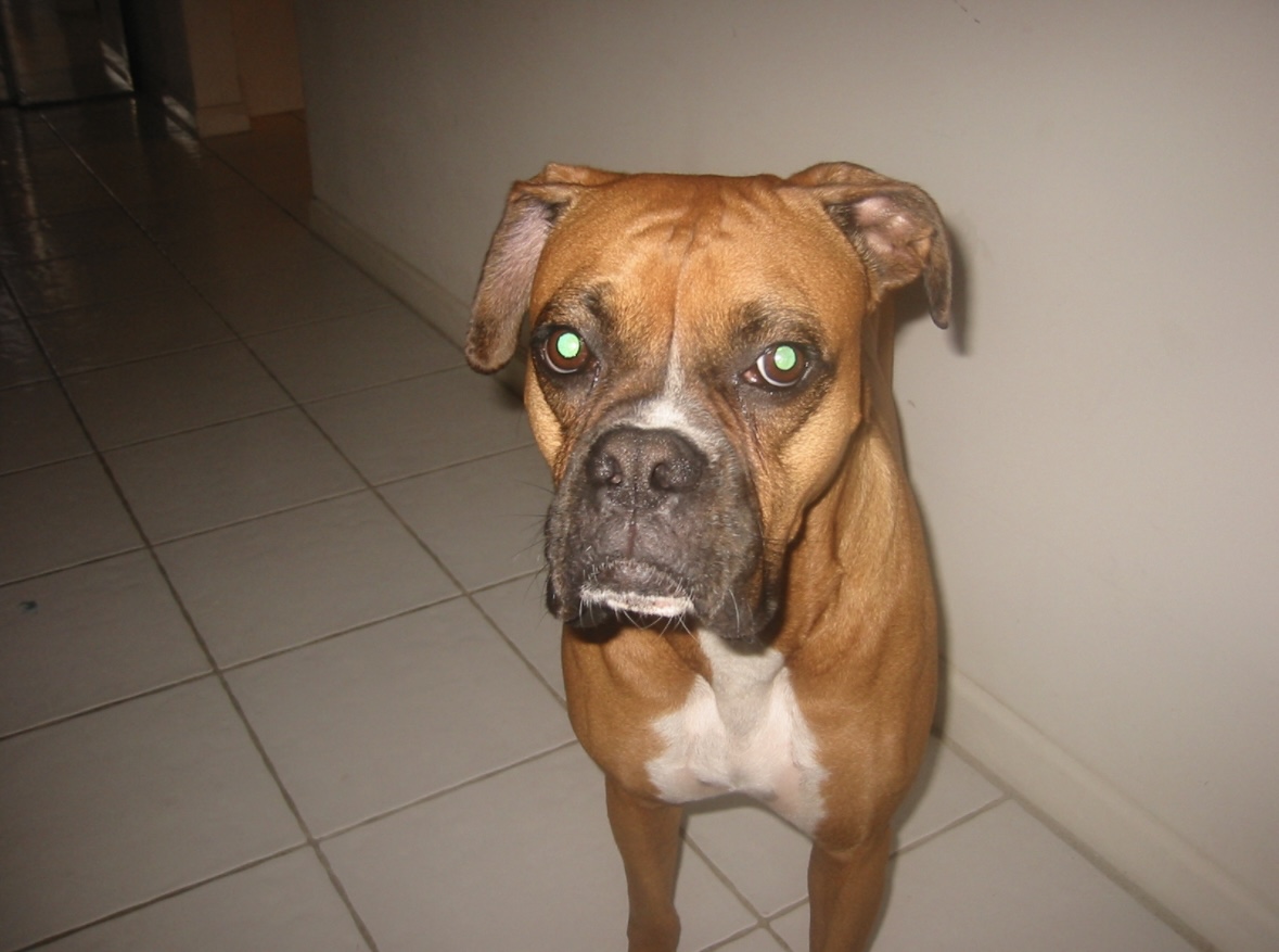 Boxer image 5