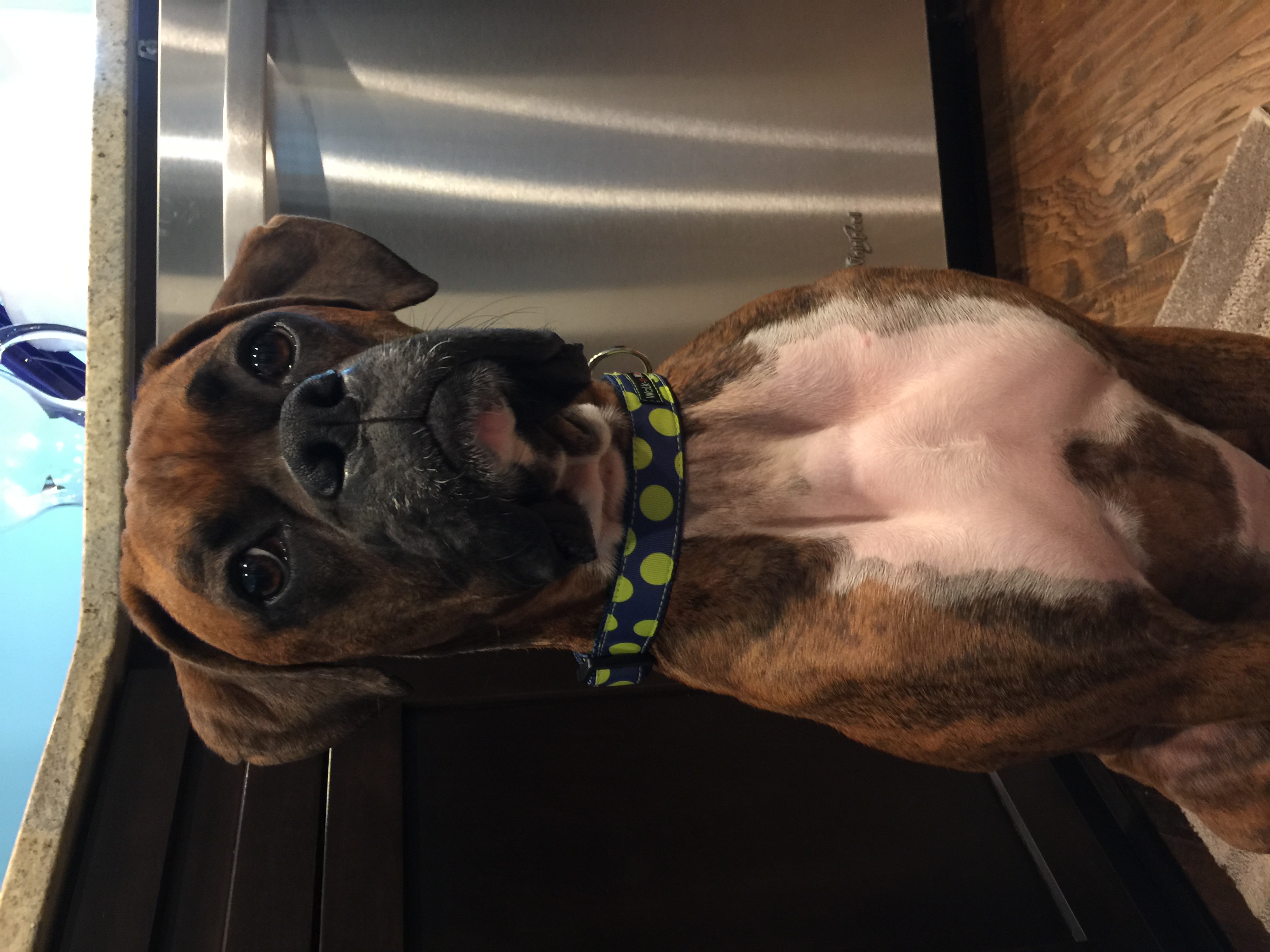 Boxer image 6