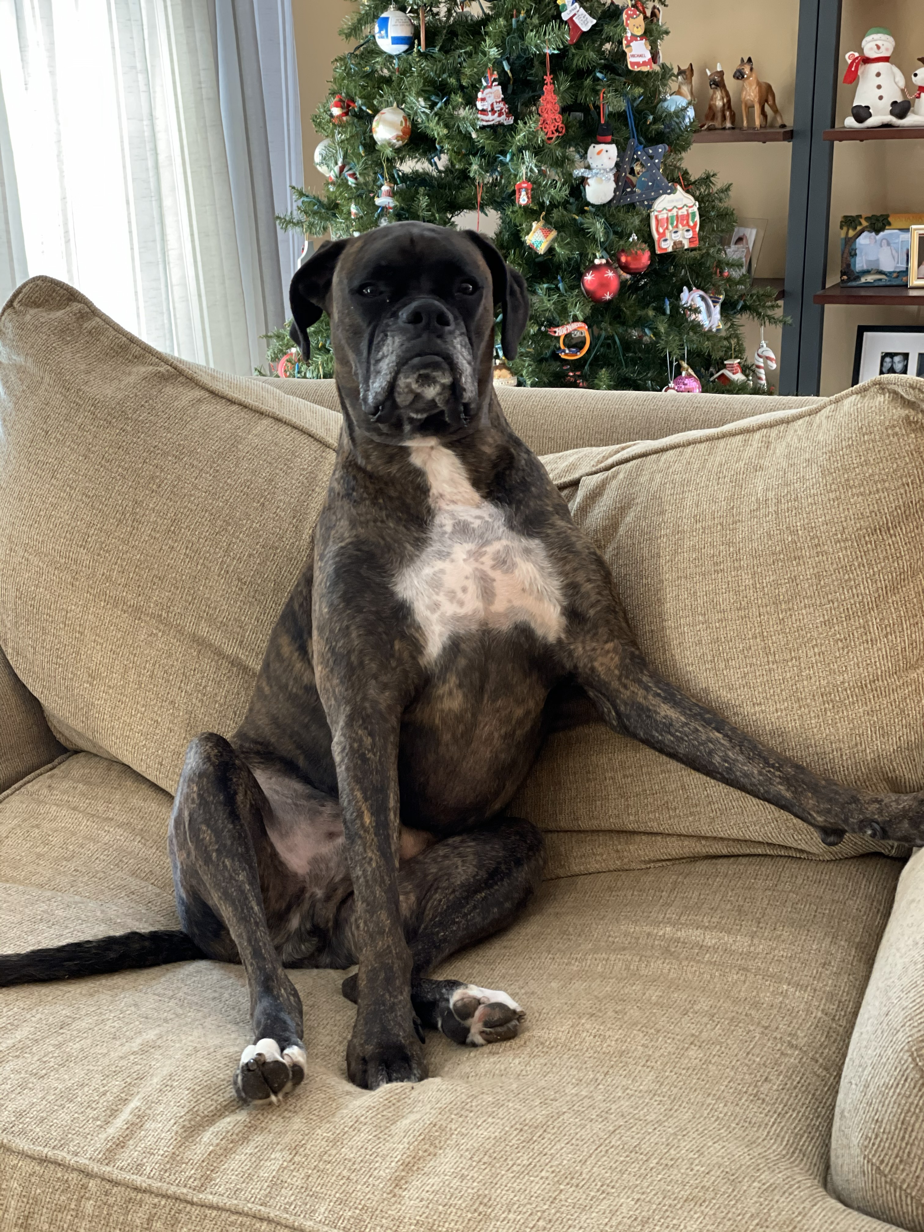 Boxer image 7