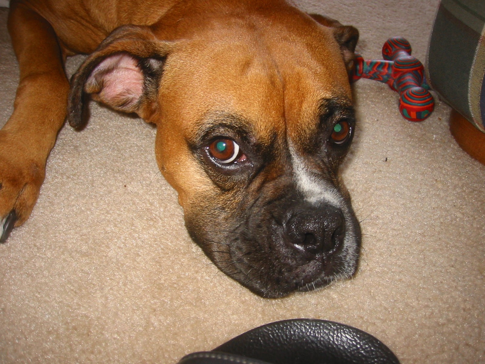 Boxer image 8