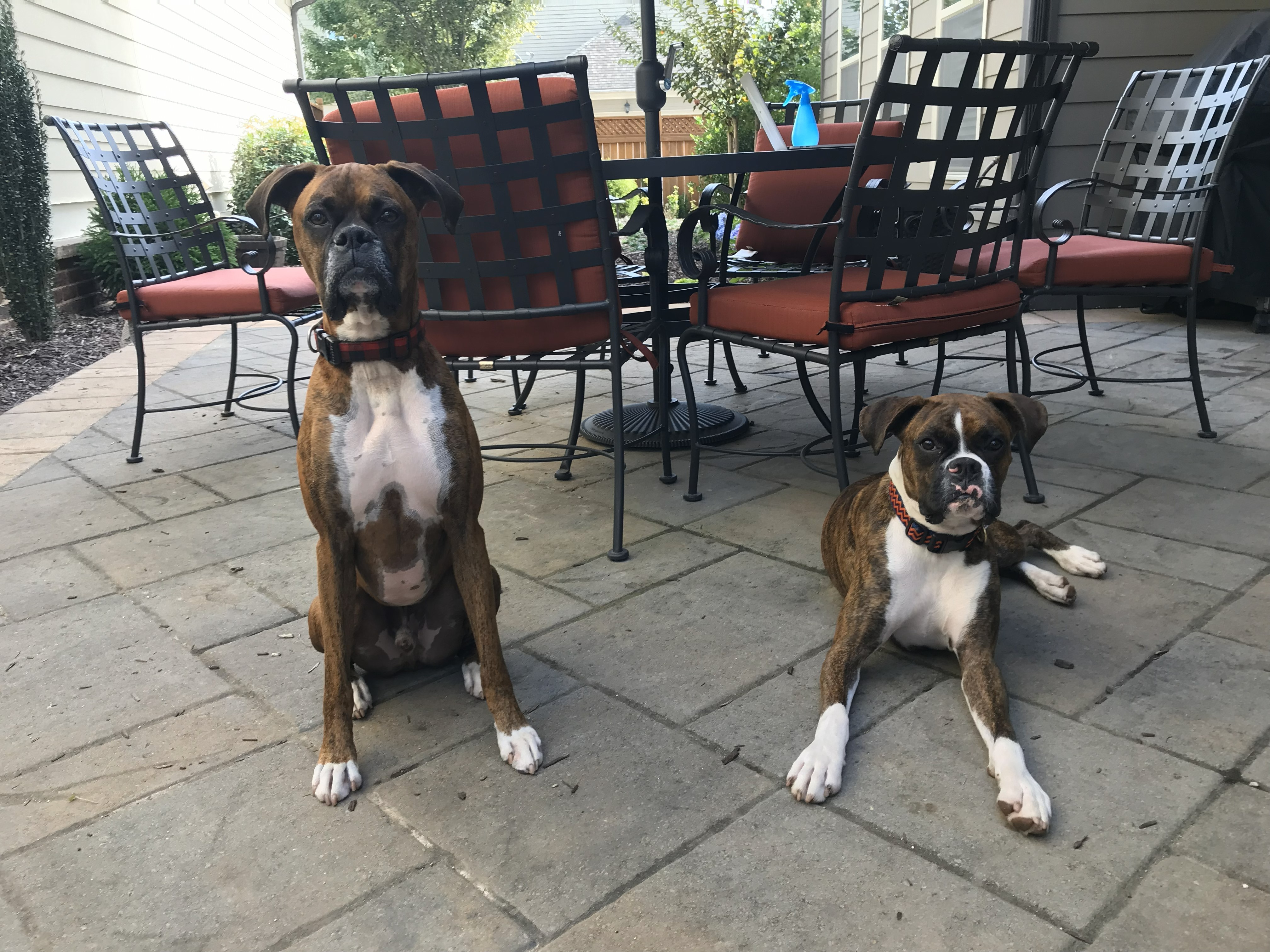 Boxer image 9