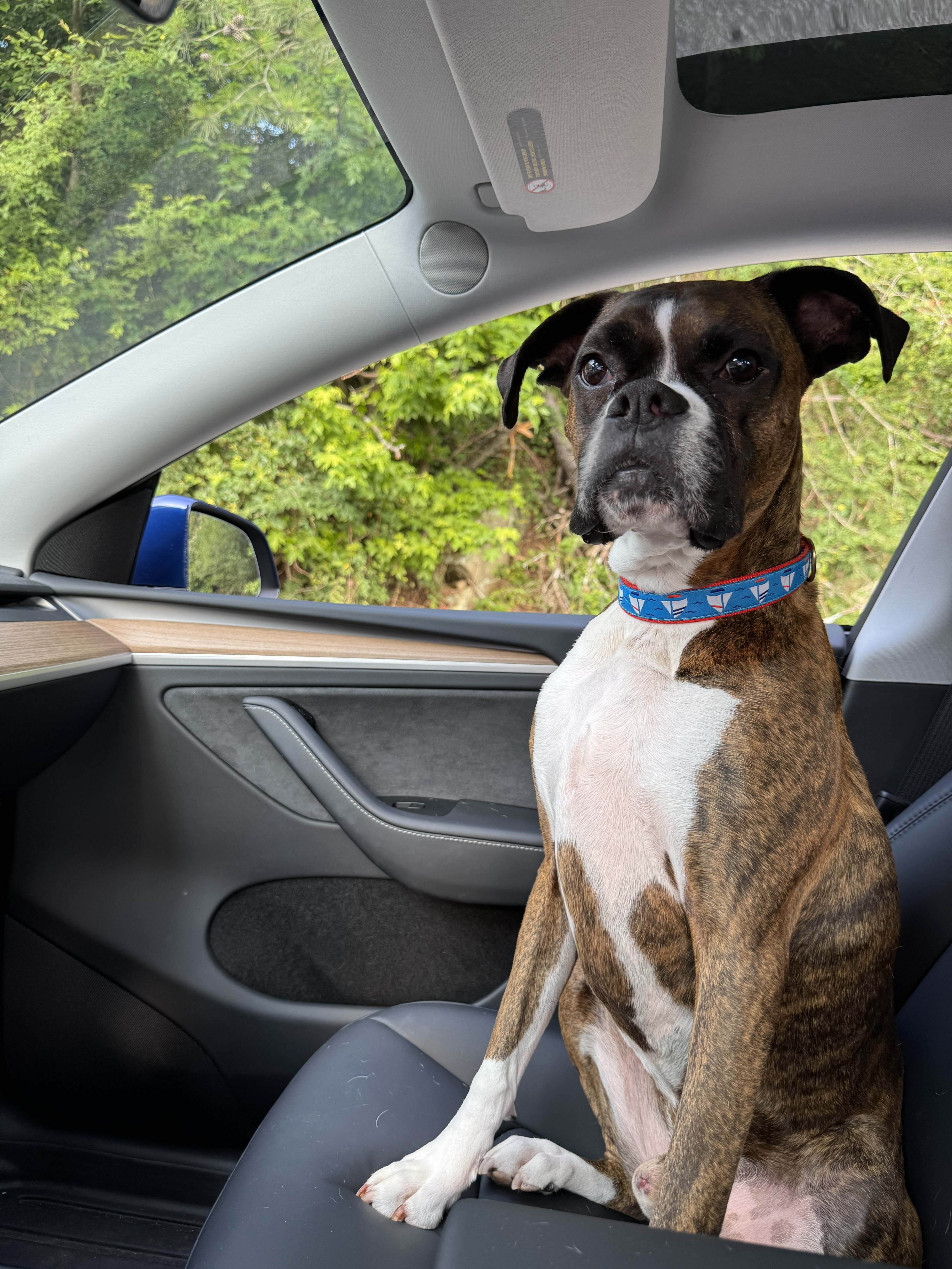 Boxer image 10