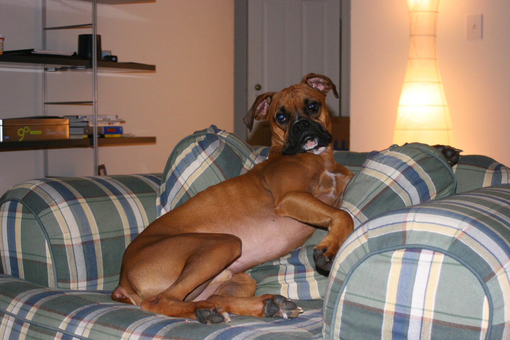 Boxer image 11