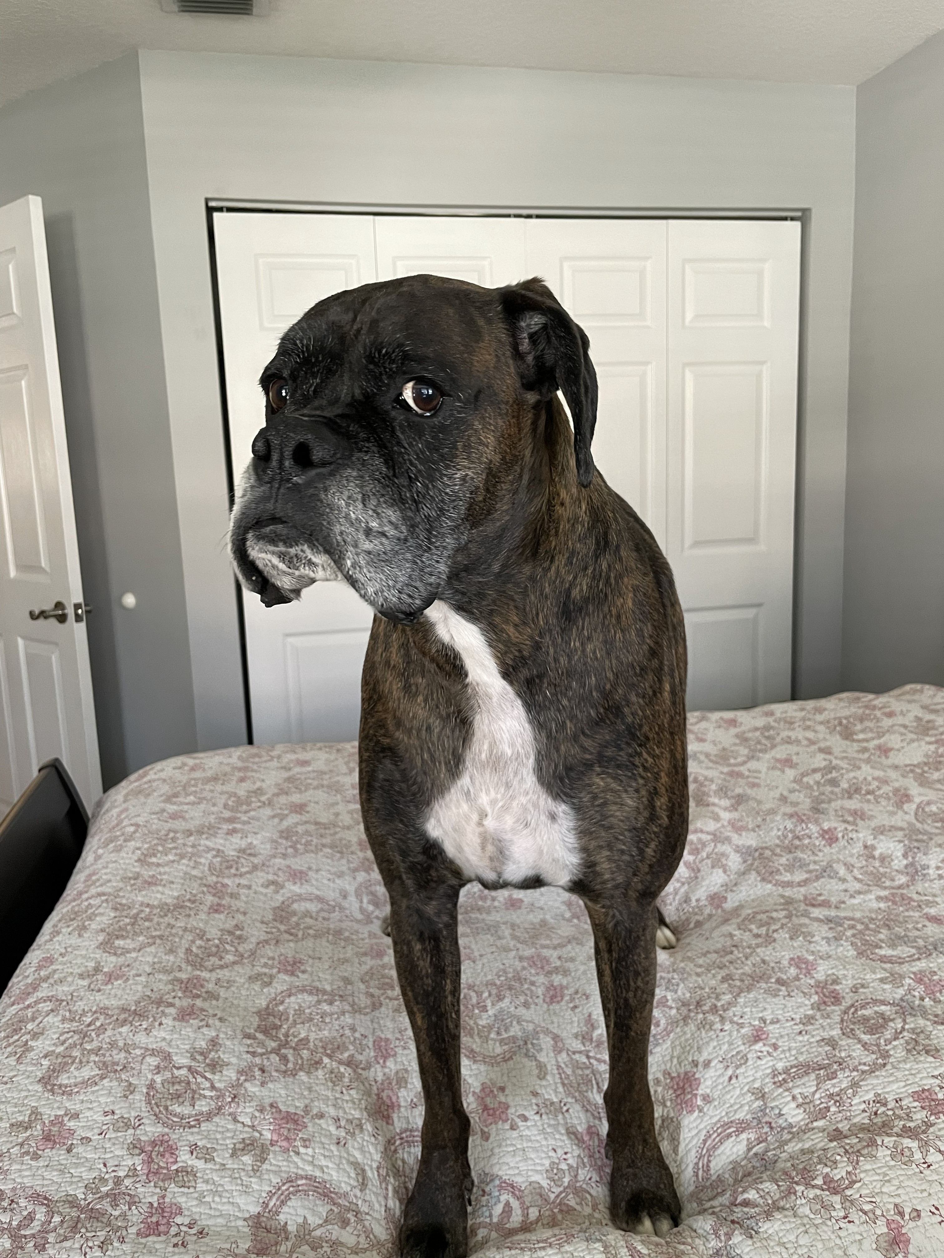 Boxer image 12